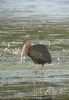 Glossy Ibis at Vange Marsh (RSPB) (Tim Bourne) (74565 bytes)