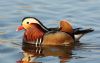Mandarin Duck at Southchurch Park East (Steve Arlow) (59602 bytes)