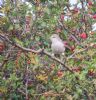 Barred Warbler at Gunners Park (Paul Baker) (140146 bytes)