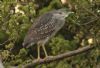 Night Heron at Two Tree Island (East) (Steve Arlow) (94128 bytes)