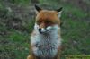 Red Fox at Wat Tyler Country Park (Richard Howard) (84107 bytes)