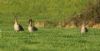Tundra Bean Goose at Fleet Head (Steve Arlow) (50991 bytes)