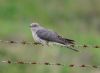 Cuckoo at Bowers Marsh (RSPB) (Vince Kinsler) (36862 bytes)