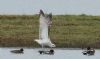 Caspian Gull at Bowers Marsh (RSPB) (Steve Arlow) (56993 bytes)