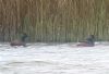 Black-necked Grebe at Bowers Marsh (RSPB) (Paul Baker) (60829 bytes)