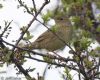 Grasshopper Warbler at West Canvey Marsh (RSPB) (Jeff Delve) (88214 bytes)