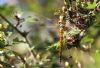Southern Migrant Hawker at Wat Tyler Country Park (Tim Bourne) (72299 bytes)