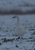 Bewick's Swan at Wallasea Island (RSPB) (Jeff Delve) (33732 bytes)