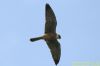 Red-footed Falcon at Vange Marsh (RSPB) (Richard Howard) (42959 bytes)