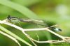 Blue-tailed Damselfly at Wat Tyler Country Park (Richard Howard) (92971 bytes)
