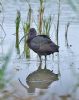 Glossy Ibis at Bowers Marsh (RSPB) (Graham Oakes) (91530 bytes)