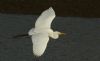 Great White Egret at Hullbridge (Steve Arlow) (39601 bytes)
