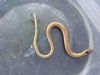 Slow-worm at Highlands Boulevard, Leigh (Paul Griggs) (76635 bytes)