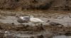 Great Black-backed Gull at Private site with no public access (Steve Arlow) (55041 bytes)