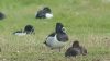 Ring-necked Duck at Bowers Marsh (RSPB) (Tim Bourne) (50462 bytes)