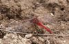 Red-veined Darter at West Canvey Marsh (RSPB) (Tim Bourne) (102124 bytes)
