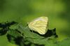 Green-veined White at Belfairs Great Wood (Richard Howard) (43889 bytes)