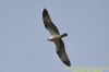 Osprey at Canvey Wick (Richard Howard) (21850 bytes)