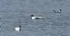 Mediterranean Gull at Bowers Marsh (RSPB) (Vince Kinsler) (114431 bytes)