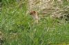 Weasel at Bowers Marsh (RSPB) (Richard Howard) (186544 bytes)