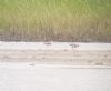 Marsh Sandpiper at Vange Marsh (RSPB) (Paul Baker) (57469 bytes)