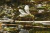 Emperor Dragonfly at Vange Marsh (RSPB) (Richard Howard) (99784 bytes)