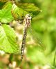 Hairy Dragonfly at Bowers Marsh (RSPB) (Graham Oakes) (91452 bytes)