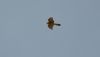 Sparrowhawk at Leigh on Sea (Graham Mee) (9528 bytes)