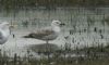 Caspian Gull at Bowers Marsh (RSPB) (Steve Arlow) (190715 bytes)