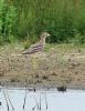 Stone Curlew at Bowers Marsh (RSPB) (Graham Oakes) (96977 bytes)