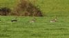 Tundra Bean Goose at Fleet Head (Steve Arlow) (72034 bytes)
