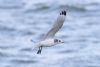 Kittiwake at Southend Pier (Matt Bruty) (27662 bytes)