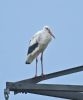 White Stork at Bowers Marsh (RSPB) (Graham Oakes) (43190 bytes)