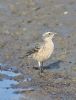 Water Pipit at West Canvey Marsh (RSPB) (Graham Oakes) (90542 bytes)