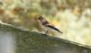 Pied Flycatcher at Wallasea Island (RSPB) (Steve Arlow) (49303 bytes)