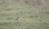 Whinchat at Gunners Park (Andrew Armstrong) (38765 bytes)