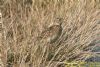 Skylark at West Canvey Marsh (RSPB) (Richard Howard) (122134 bytes)
