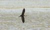Glossy Ibis at Vange Marsh (RSPB) (Steve Arlow) (59703 bytes)