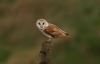 Barn Owl at South Fambridge (Steve Arlow) (79886 bytes)