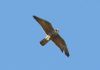 Peregrine Falcon at Pitsea (Steve Arlow) (40823 bytes)
