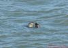 Common Seal at Southend Pier (Richard Howard) (121595 bytes)