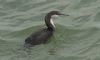 Black-throated Diver at Southend Pier (Steve Arlow) (56087 bytes)