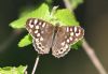 Speckled Wood at Bowers Marsh (RSPB) (Graham Oakes) (56156 bytes)