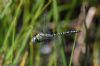 Southern Migrant Hawker at Canvey Way (Jeff Delve) (42439 bytes)