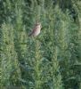 Whinchat at Lower Raypits (Jeff Delve) (130897 bytes)