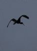 Glossy Ibis at Wat Tyler Country Park (Tim Bourne) (37044 bytes)