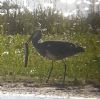 Grey Heron at Bowers Marsh (RSPB) (Paul Griggs) (88546 bytes)