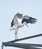 White Stork at Bowers Marsh (RSPB) (Graham Oakes) (43899 bytes)