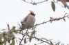 Waxwing at Oakengrange Drive, Southend (Andrew Armstrong) (40856 bytes)