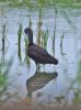 Glossy Ibis at Bowers Marsh (RSPB) (Graham Oakes) (74082 bytes)